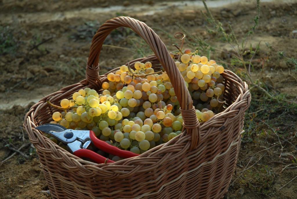B&B Il Poggio Di Gavi Eksteriør billede